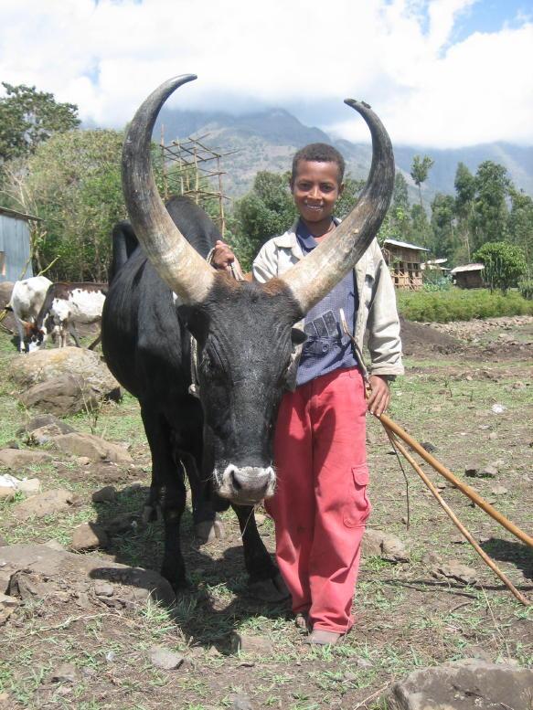 Ethiopia and bovine TB Ethiopia Largest cattle population in Africa Move to import exotic cattle breeds Improved productivity >Susceptibility to btb Impact