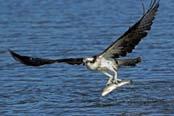 Osprey Bald Eagle