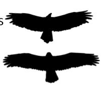 Basic Raptor Diversity Vultures Eagles Buteos Falcons Kites Others