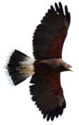 shouldered Hawk