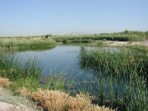 Introduction The Nature Preserve, a 130 acre constructed wetland at the west end of the Clark County Wetlands Park (CCWP), consists of a series of five ponds that receive water from urban and