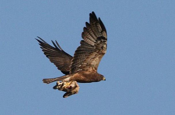 through the CDFG website. The researchers have found that Swainson s hawks use irrigated hay in higher rates than other crops (Anderson pers. com. 2008).