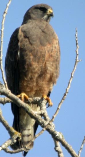 Sacramento, Yolo and Solano, which is why this is considered the core breeding area for Swainson's hawks in California. Figure 4: Example of a Swainson's hawk nest.