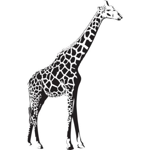 17 Over thousands of years, the giraffe has developed into an animal with an extremely long neck.