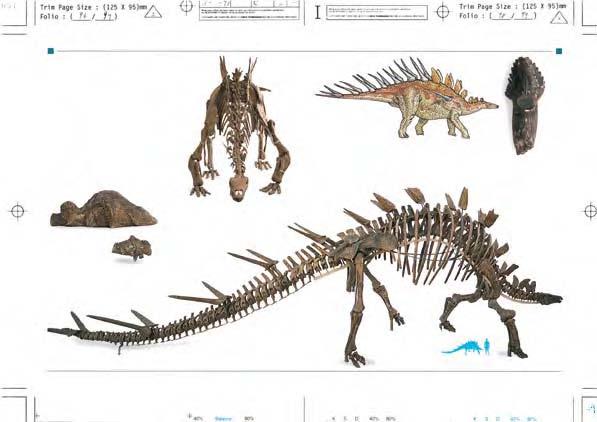 Tail spines were used as weapons SMALL PLATES Kentrosaurus had several pairs of large defensive spines running along the back half of its body.