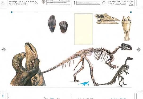 IGUANODONT FACTS The name iguanodont means iguana tooth. They ranged in length from 13 ft (4 m) to 29 1 2 ft (9 m).