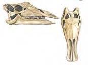 An Iguanodon shin bone found in 1809 was not identified as belonging to Iguanodon until the late 1970s.