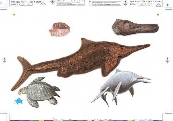 EYE PROTECTION Ichthyosaurs were carnivores with long beaks and pointed teeth. A bony ring surrounded each eye.