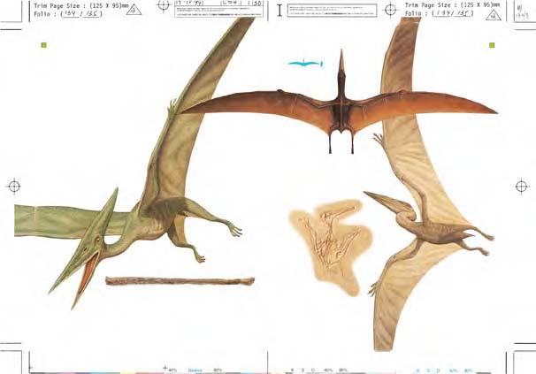 Criorhynchus had a wingspan of 16 1 2 ft (5 m). Upright crest on upper jaw ROUND CREST The most distinctive feature of Criorhynchus was the rounded crest at the front of the upper jaw.