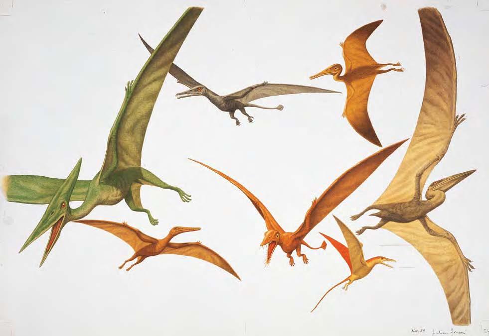 The earlier pterosaurs had long tails, narrow wings, and short wrists, and were called the rhamphorhynchoids. They evolved in the Triassic and survived until the end of the Jurassic.