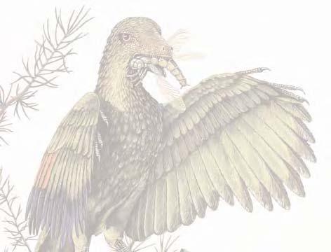 DINOSAURS AND FEATHERS Most scientists agree that dinosaurs are related to birds, but the exact relationship is not clear. The first known bird is Archaeopteryx from the late Jurassic.