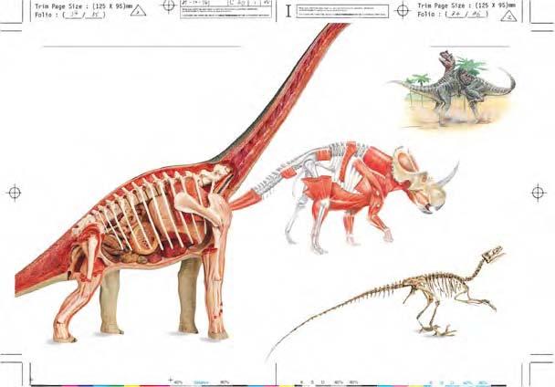 Hip muscles FIGHTING MALES Strength and power were not always used to kill. Male dinosaurs may have fought each other over females or to win or defend territory.