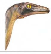 the smartest dinosaurs. Troodon had large eyes and good vision.