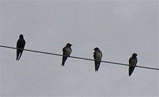A Few Visitors Watching From Power Line July -5 My resident pair should finish up by July 8th but that would only be the 28 day mark.