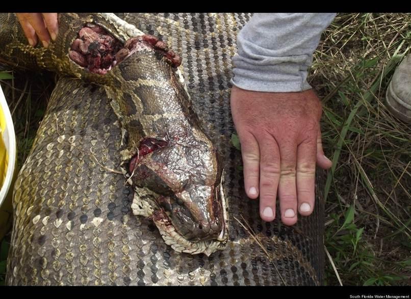 " The state and the federal government have spent millions trying to exterminate the snakes and are resigned to simply try to keep them confined to the Everglades.
