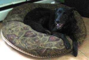 just too ordinary. Here are some adult and senior black dogs waiting for homes.