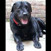 org Petey is a male Patterdale Terrier surrendered by his owner to BARC Shelter.