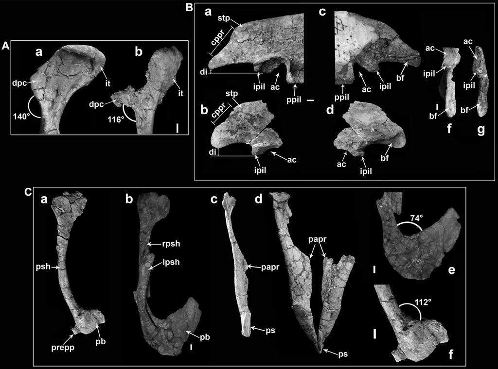 main 2011/2/10 14:11 page 177 #15 UNENLAGIINAE: A SUMMARY REVISION Fig. 4 Osteological comparison between U. comahuensis and U. paynemili; those differences discussed by Calvo et al.