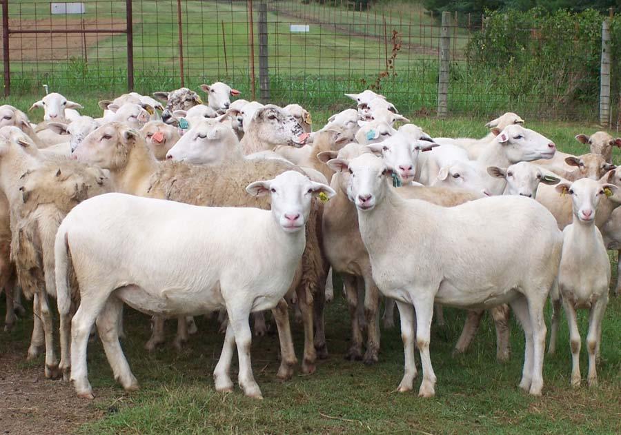 Resistant Breeds for Parasite Control Internal parasites are the top health concern for sheep and goats. The long-term solution is the selection of resistant animals.