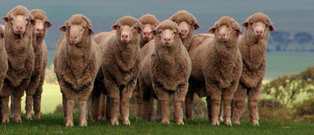 5 of a score higher n single born lambs than twin born lambs; 0.2 to 0.