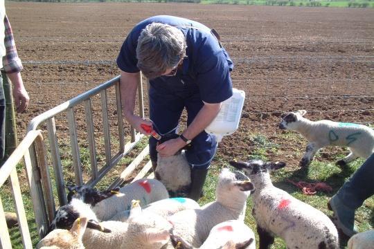 5. Dose only when necessary Lambs The use of FECs