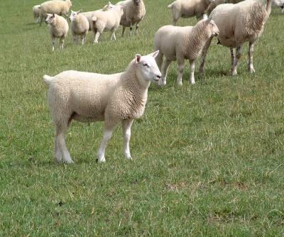 Treatment of Lambs Treatment based on regional information, assessment of risk factors and
