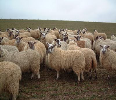 Development of Immunity Sheep develop immunity to most worms by the time they are 4-5 months of