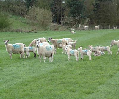 Treatment of Ewes at Lambing Fit ewes and/or those rearing singles do not have significantly raised