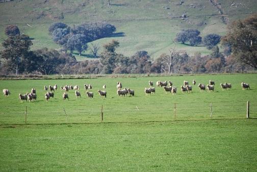 Drench Resistance Widespread Individual flock test (FECRT) only way to know Can check 10-14 days post drenching Drenching when low pasture contamination is real problem No ideal answer (dose to