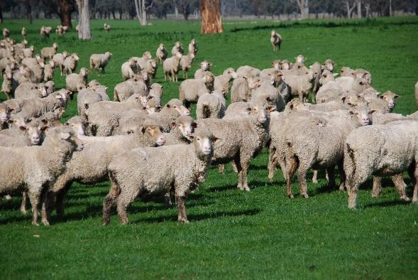 issues: perinatal lamb losses worms trace