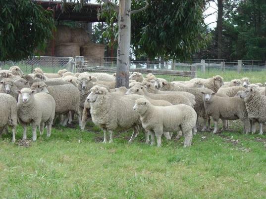 What is important for healthy sheep Nutrition, nutrition, nutrition Worms, flies and lice Everything else!