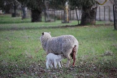 Perinatal lamb mortality Difficult, costly, industry risk Best