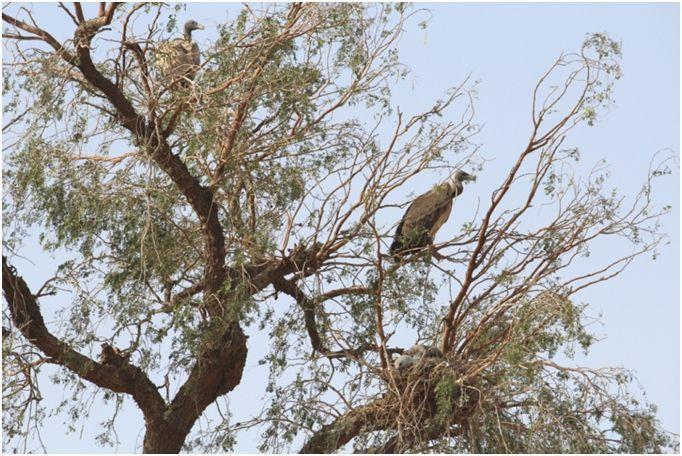 Methods The nest of long billed vulture was observed by using binocular, placed at comfortable distance.