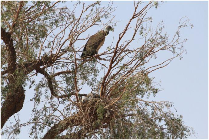 Mostly morning hours were used for monitoring nest and vulture s activities. The research work has been based on monitoring and protection of Indian vulture.