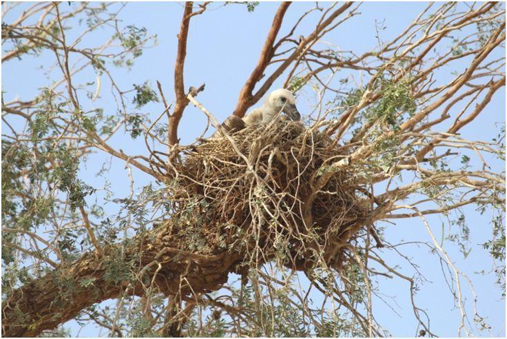 The tree is about 25 feet long, not well dense. The nest was build by strong small and thin sticks at the corner of a strong branch with small leaves. Chick was seen actively preening its feathers.