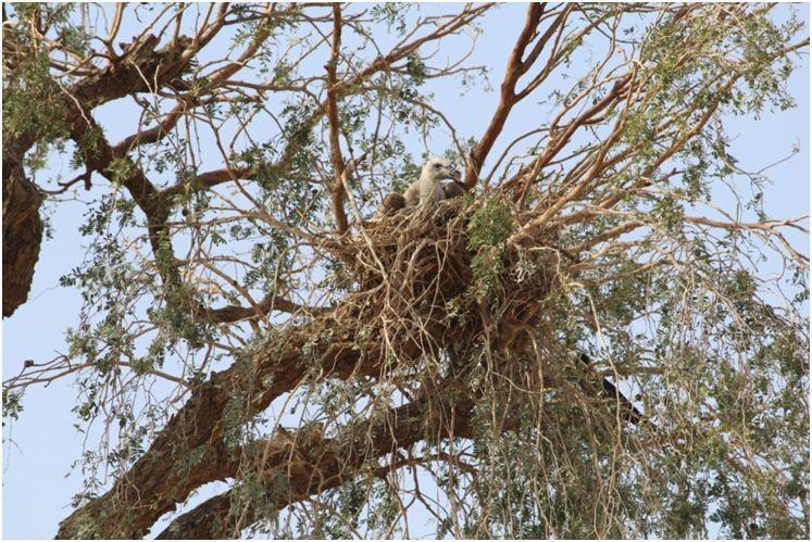Figure 2 (a & b): Long billed vulture's chick resting in nest on (Prosopis cineraria) tree The chick was small, creamy white, brown feathers and large white neck-ruff with long bill and cere.