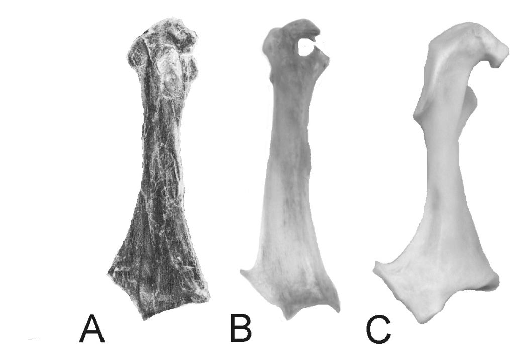 Figure 3 - Coracoids in comparison.
