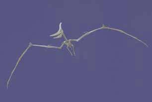 Plate 6. The largest of all flying creatures were flying reptiles, or pterosaurs, from the age of dinosaurs. The skeleton of Pteranodon longiceps had a wing spread as large as 22 to 25 feet.