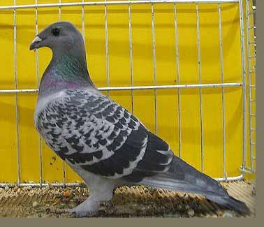 A powerful, long cast pigeon with 'trousered' legs (Bare toes).