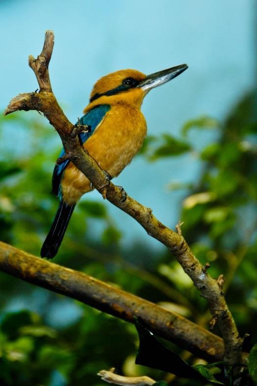 An example is the Micronesian Kingfisher Todiramphus cinnamominus which was endemic to the island of Guam, but following predation by invasive alien snakes (Brown tree snake Boiga irregularis) it