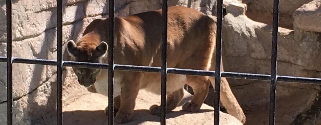 Photo 2: Obese mountain lion Without the ability to perform species appropriate behaviors, the lions have not built up their muscle mass, and have excessive body fat in their sternal (chest),