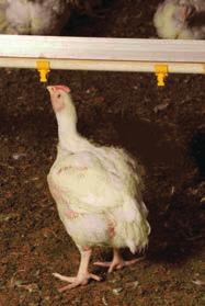 The transition from floor to automatic feeding should be managed carefully (see section on Post- Brooding Management).