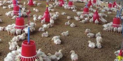 Section 4 - Health and Biosecurity Biosecurity Biosecurity is an integral part of any successful poultry production system.