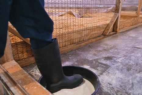 Figure 33: Use of foot dips and body sprays before entering a poultry house. Preventing Diseases Transmitted by Animals Whenever possible, place the farm on an all in/all out placement cycle.
