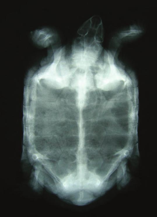 cats! Another way veterinarians and doctors look at parts of an