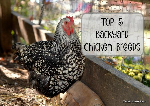 Best Backyard Chickens Why Wyandotte Chickens are one of my top choices. As chicken keepers, we always have a favorite breed or two that we recommend to others.