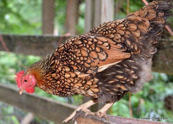 Five Best Backyard Chickens Wyandottes This popular breed was developed in the late 1800 s. The breed was named after the Wendat Tribe.