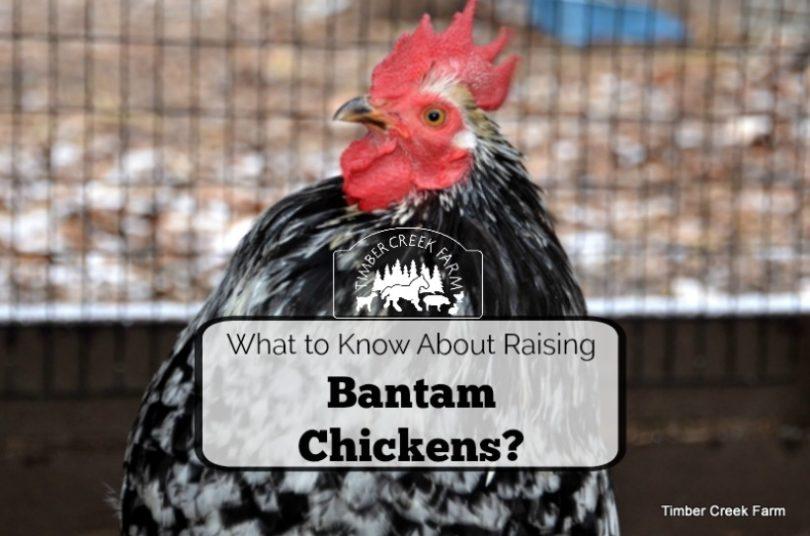 How to Raise Bantam Chickens Are different methods used to raise bantam chickens?