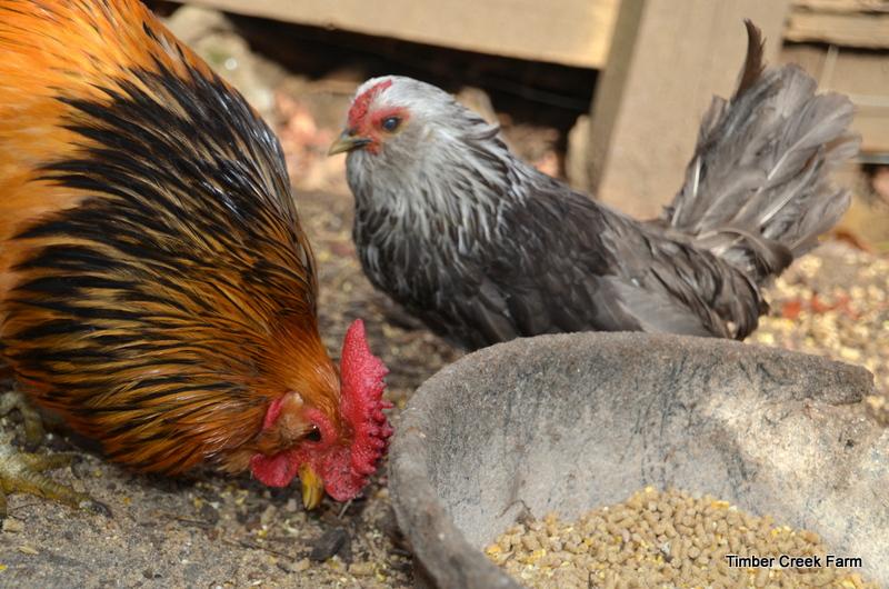 What Breeds Bantams are Available in This can vary. There may be a bantam variety of the breed you want from a private breeder if you don t find them at a commercial hatchery.