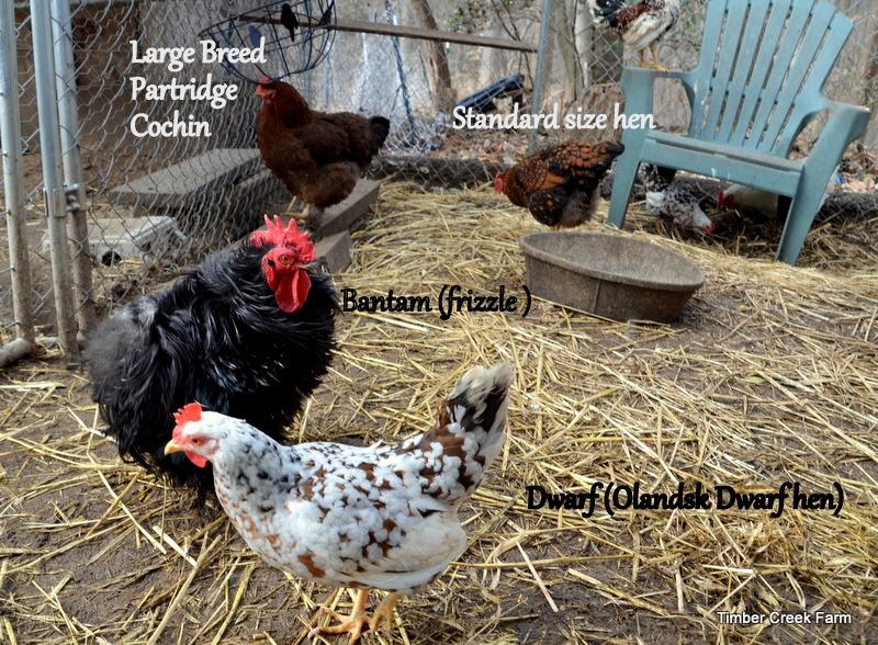 Can Bantam Chickens be Kept with Full Size Chickens? My advice is to plan to keep the bantam flock separate from the full size chickens. I have a few reasons for recommending this practice. 1.